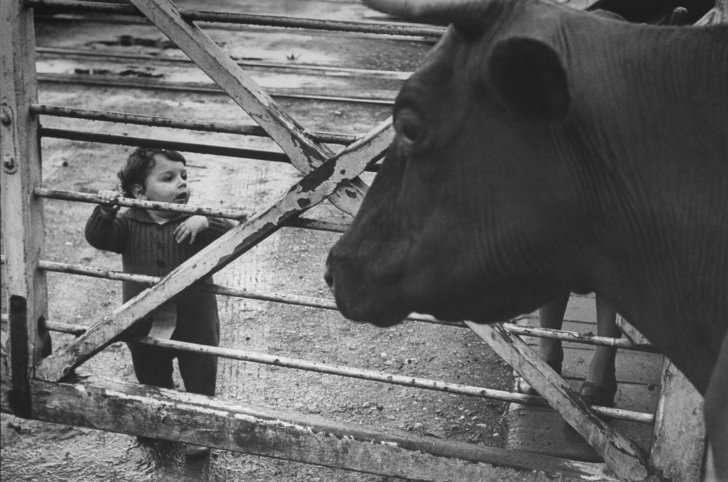 Boy looking at a cow in London. (Photo by Ian Smith/The LIFE Picture Collection © Meredith Corporation)
