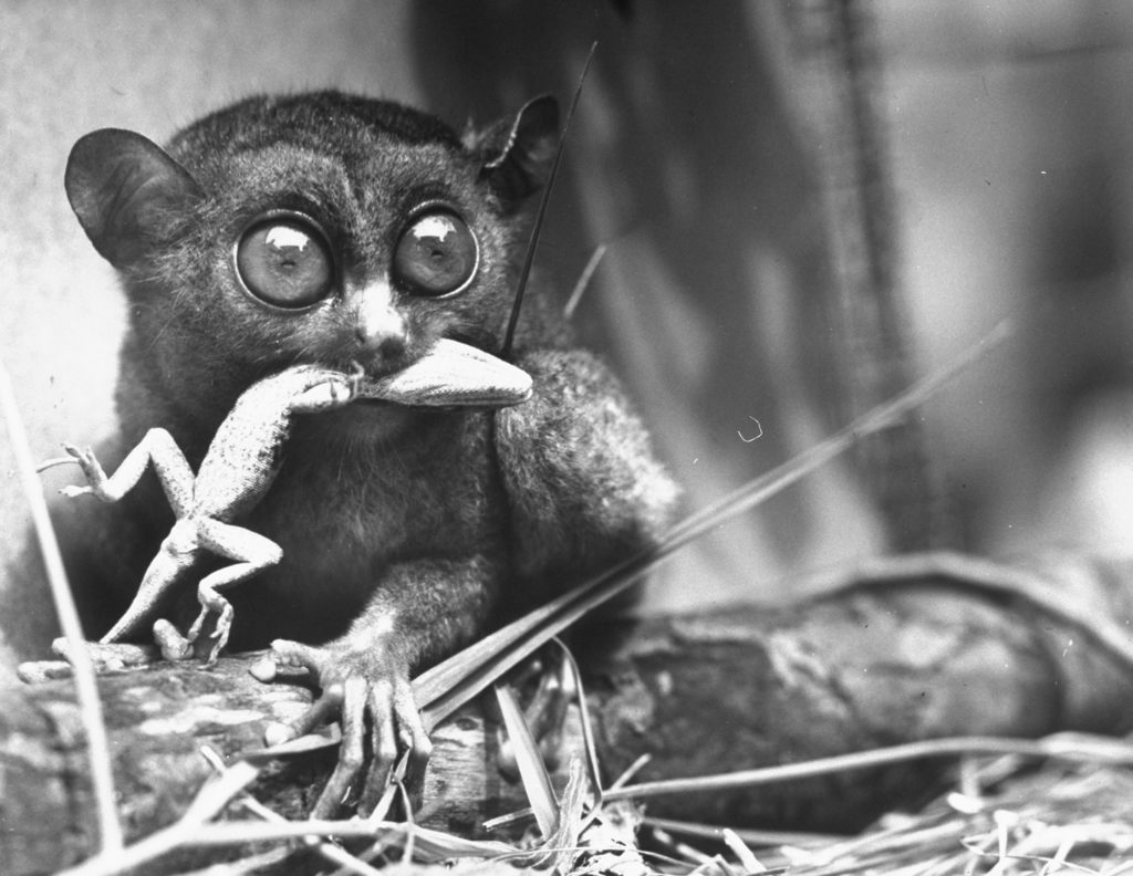 Tarsiers,an animal native to Indonesia and Philippines, eating a lizard alive. (Photo by Sam Shere/The LIFE Picture Collection © Meredith Corporation)