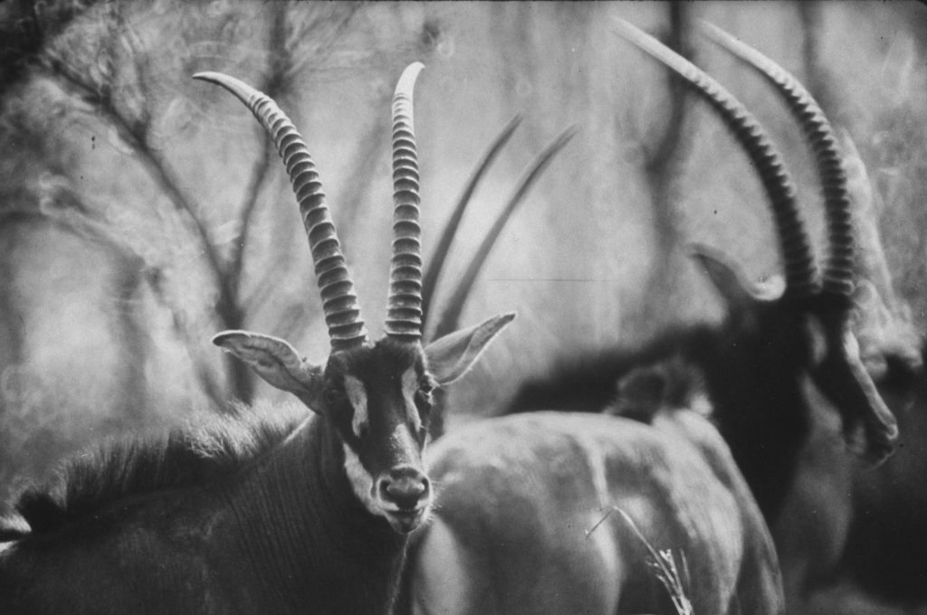 Giant sable antelopes roaming the Luanda game preserve. (Photo by Carlo Bavagnoli/The LIFE Picture Collection © Meredith Corporation)