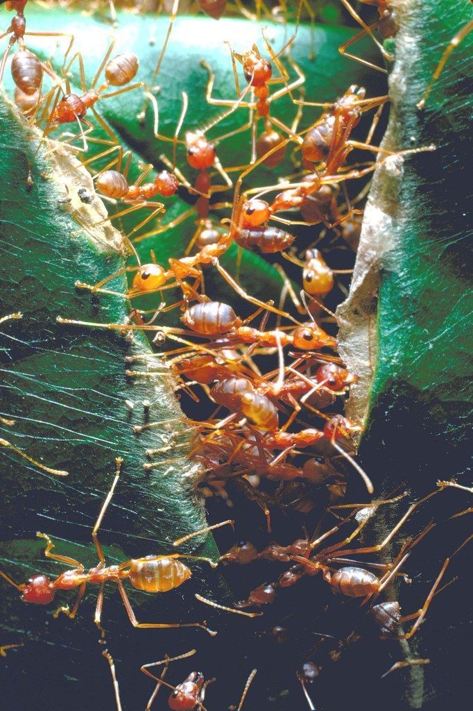 A group of driver ants in Africa. (Photo by Carlo Bavagnoli/The LIFE Picture Collection © Meredith Corporation)