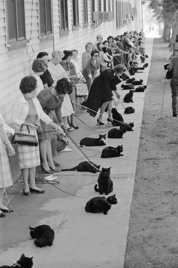 Black cats and their owners in line for audition and casting for movie "Tales of Terror." (Photo by Ralph Crane/The LIFE Picture Collection © Meredith Corporation)