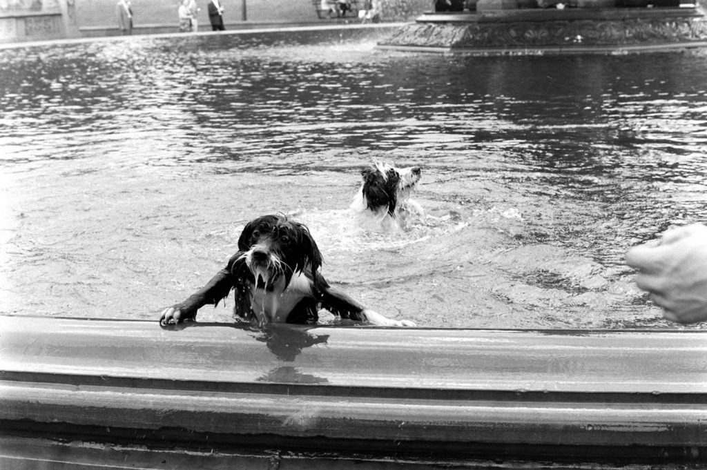 Dogs in a fountain, Central Park, 1961.