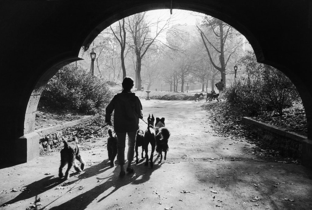 Dog walkers in Central Park, New York, 1967.