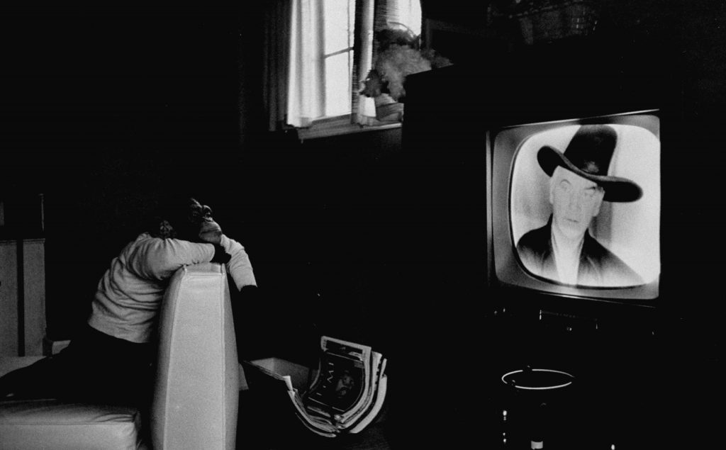 A performing chimpanzee named Zippy watches TV in 1955.