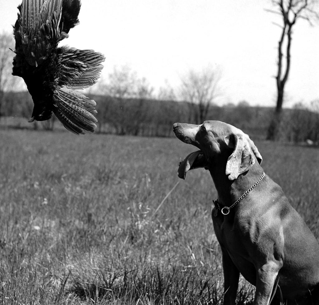 Photos of Weimaraner dogs from LIFE magaizne 1950