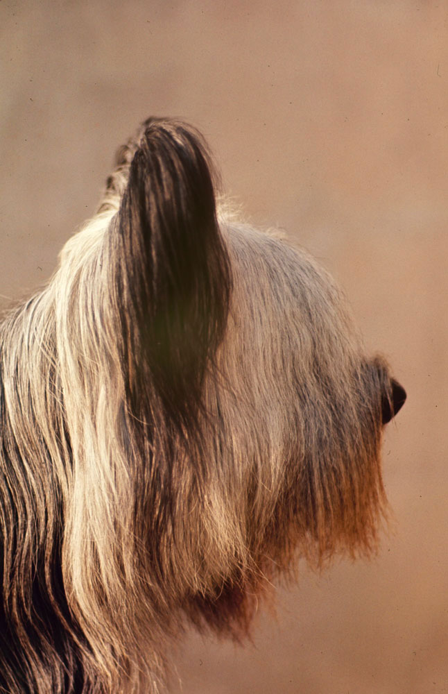 Skye Terrier, Jacinthe de Ricelaine, 1964.