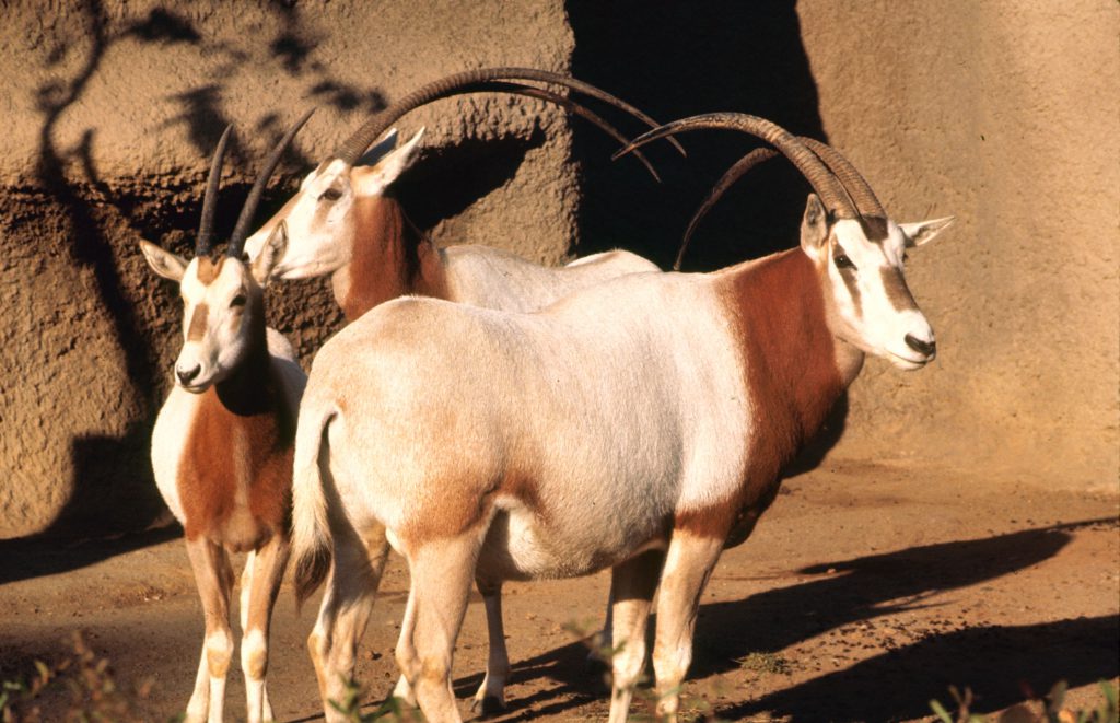 Oryx, 1964