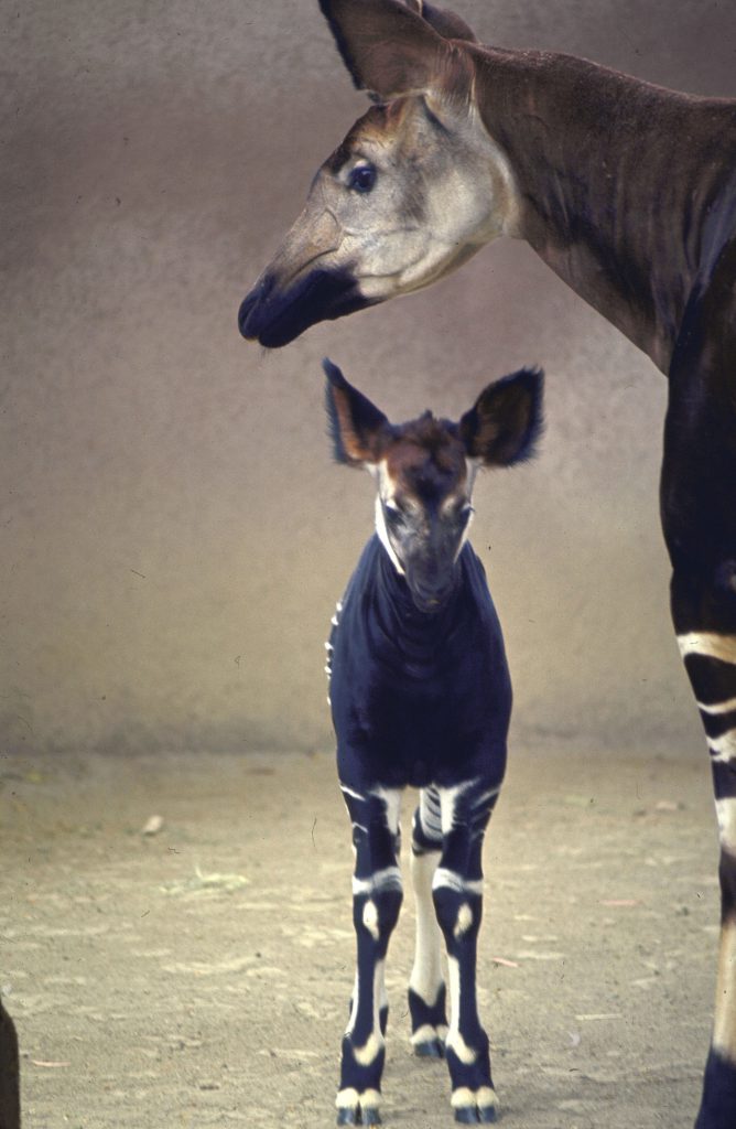 With her floppy ears cocked, the newest addition to San Diego zoo's okapi herd of five stands protectively near her mother.