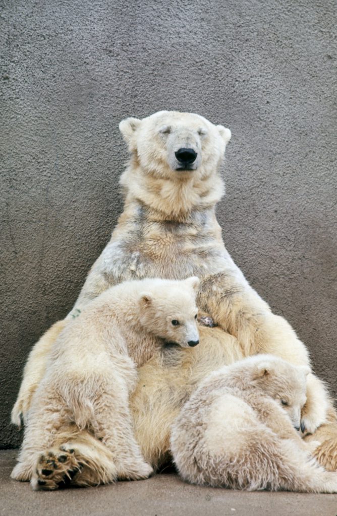 Hilda, the 15-year-old grande dame of Detroit's bears, cradles her latest set of twins, her fourth pair.