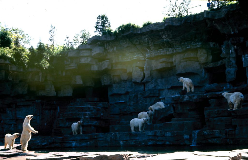 Growling hungrily, polar bears at Detroit's zoo wait for their next meal while one impatient female gets up on her hind legs for a better look.