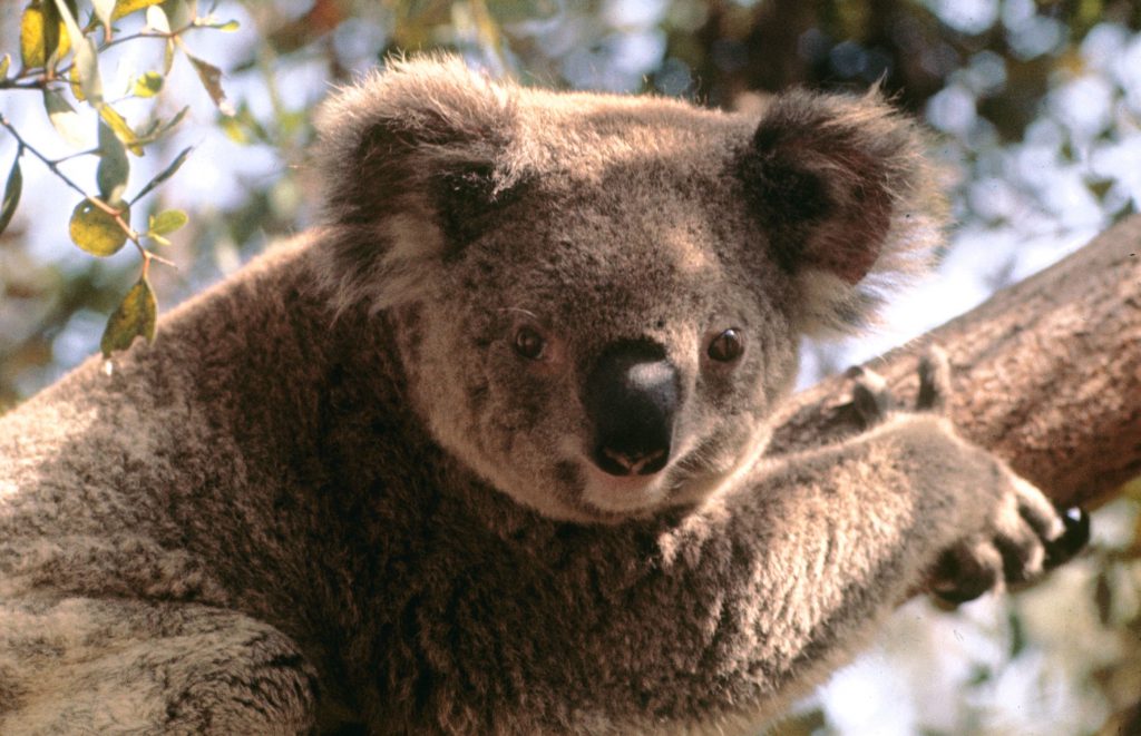 Koala, 1964