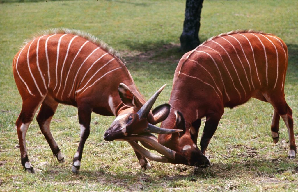 The only pair of captive bongos in the world butt each other at the Cleveland zoo. Though the 18-month-old male (left) is not yet fully mature, he already as a sparing interest in the female. His horns eventually will be 36 inches long. Bongos are so elusive in the deep Central African forests that no one knows how many are left.