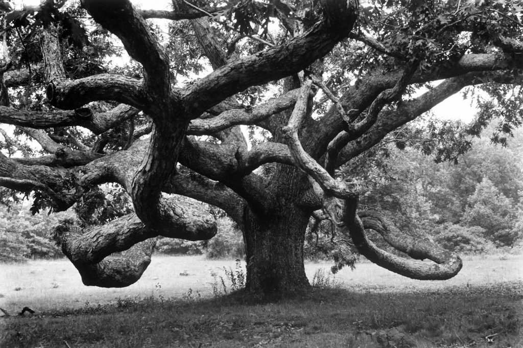 Giant oak tree on Martha's Vineyard, 1969.