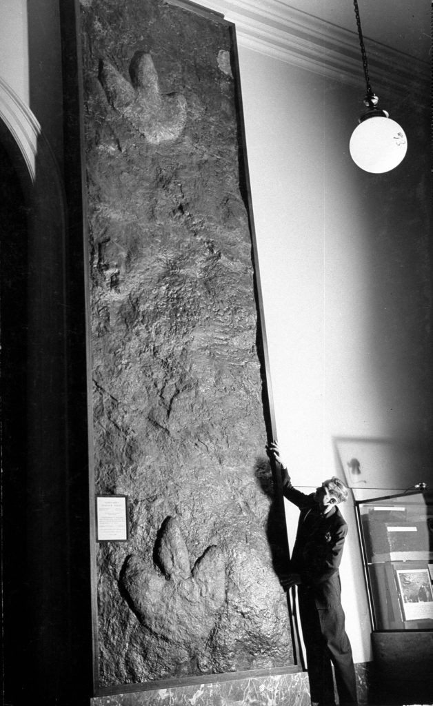 The 15-ft. step of an Iguanodont dinosaur was found in the roof of a coal mine at Cedaredge, Colo. The coal was mined away and the stone footprints were left.