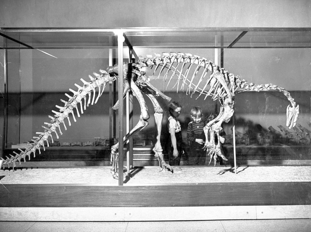 This well-preserved Plateosaurus (oar lizard) was one of the earliest dinosaurs. It stood on its hind legs, had front legs which were terminated by powerful talons.