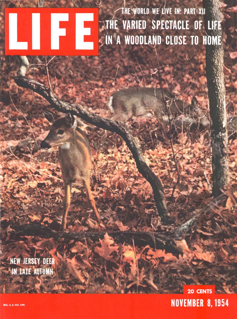 November 8, 1954 cover of LIFE magazine