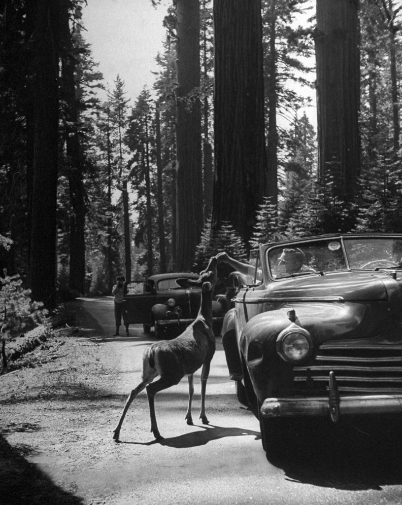 Tourists feeding deer in redwood forest, 1945.