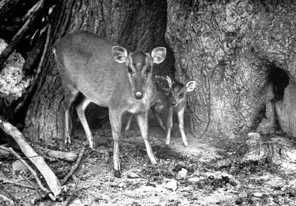 Mother and baby deer standing beside tree, 1946.