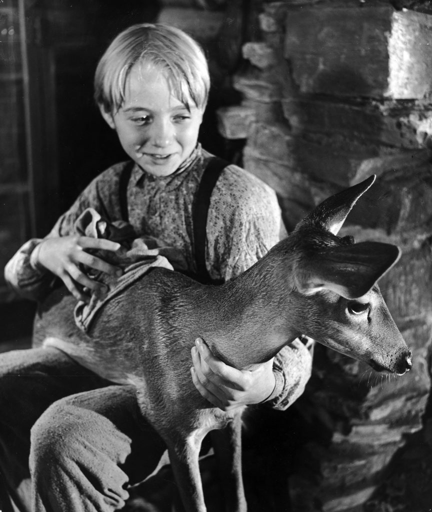 Actor Claude Jarman Jr. holding a baby deer for a scene in the movie "The Yearling," 1947.