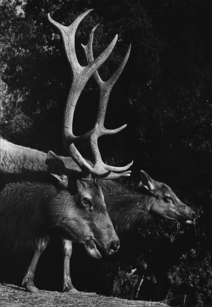 Tuleelk, Key Deer, circa 1940's.