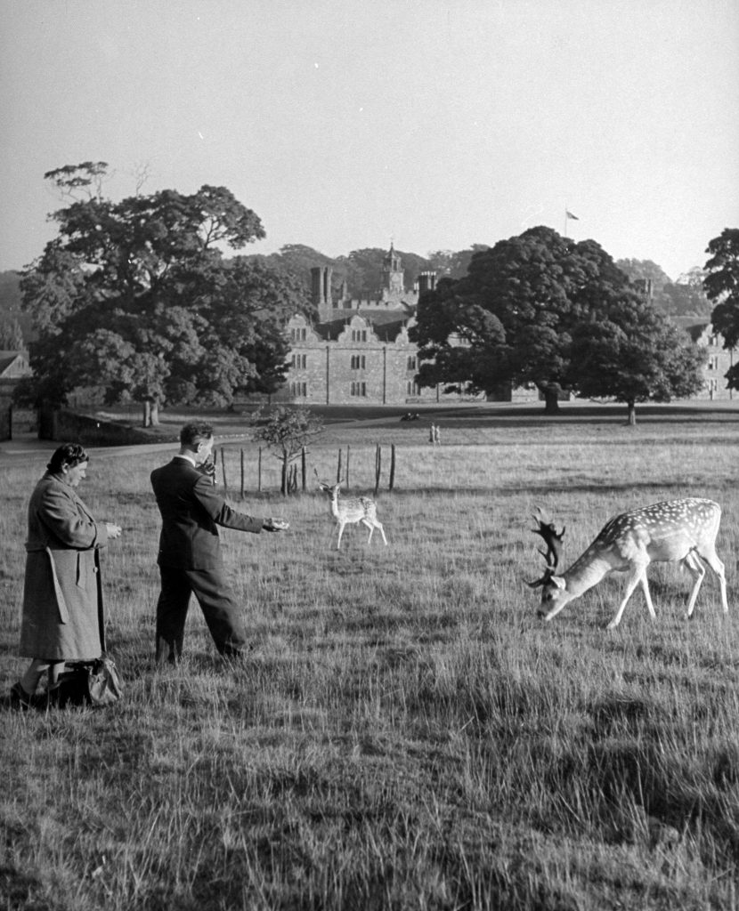 Two men feeding deer on the 1000 acre park at Knole, the ancestral estate of Lord & Lady Sackville, 1949.