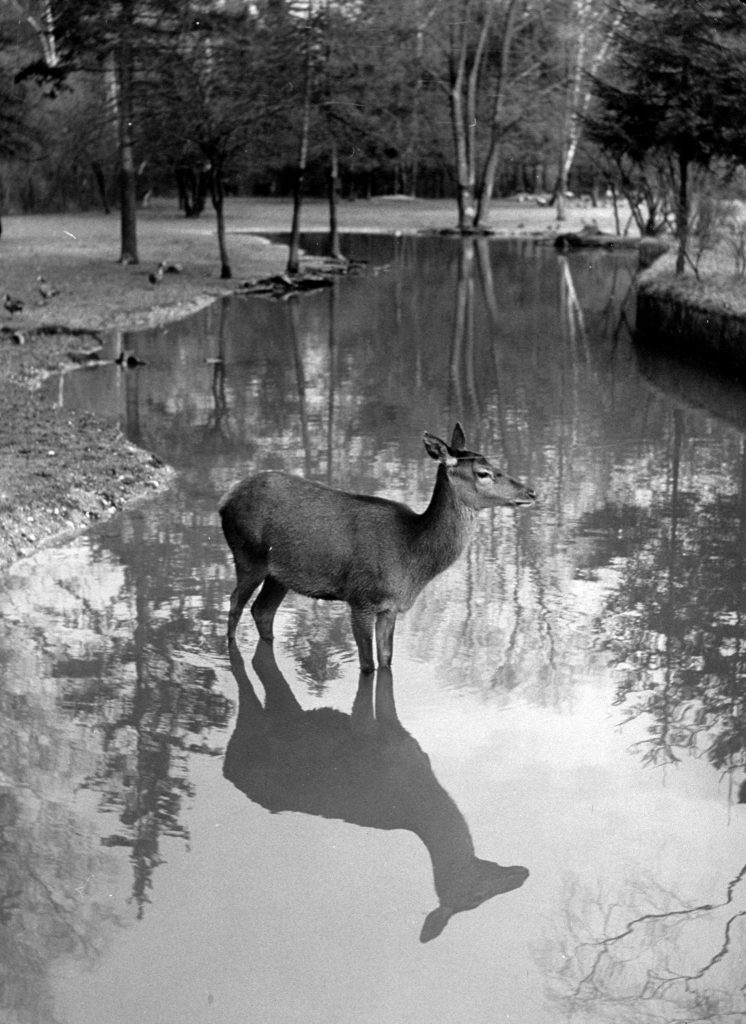 A deer standing in a wooded stream, with its reflection in the water, 1952.