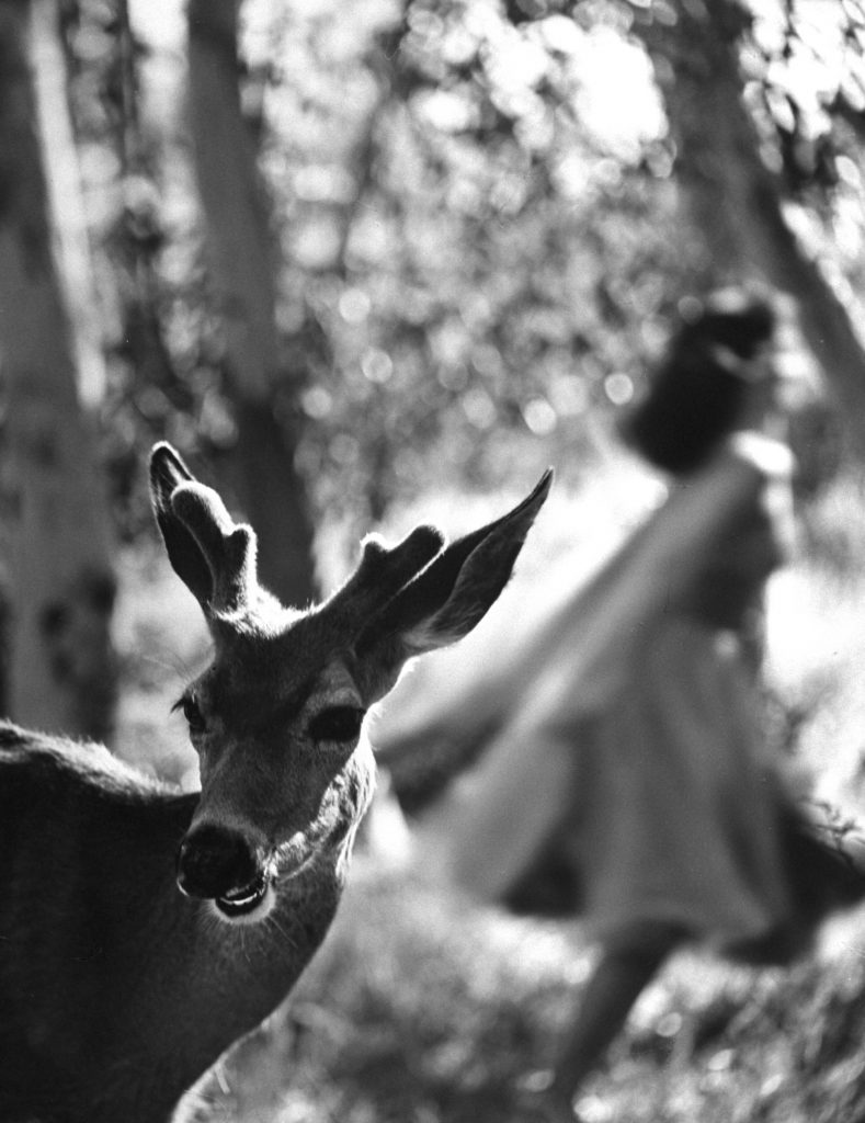 Pier Angeli with a deer, 1954.
