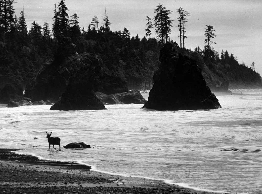 A deer cooling his heels along the Oregon seashore, 1960.