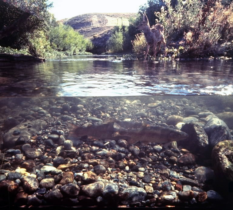 Rainbow trout resting in tributary of Madison River with a fawn drinking at water's edge taken by camera placed inside partially submerged glass enclosure, 1961.