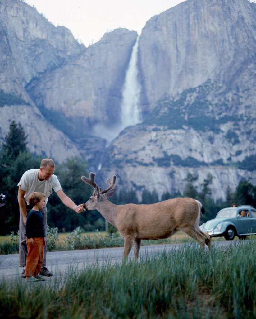 Father and son feeding a wild deer in Yosemite National Park, 1962.