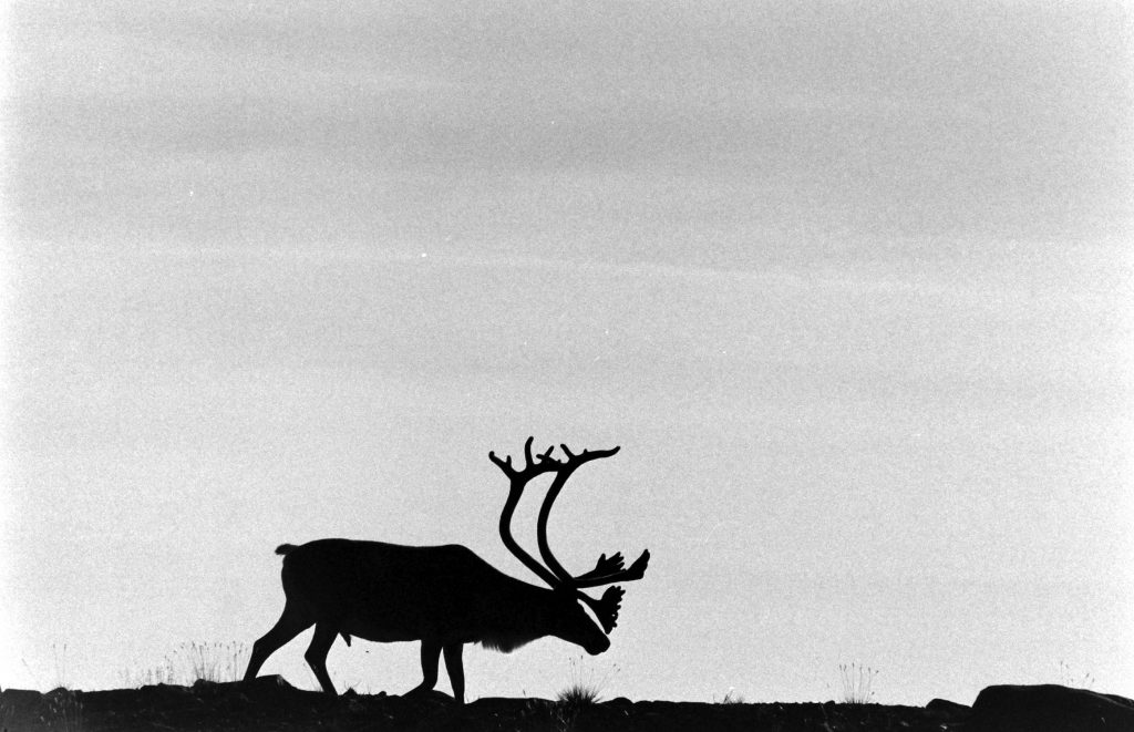 Deer with large antlers, 1966.