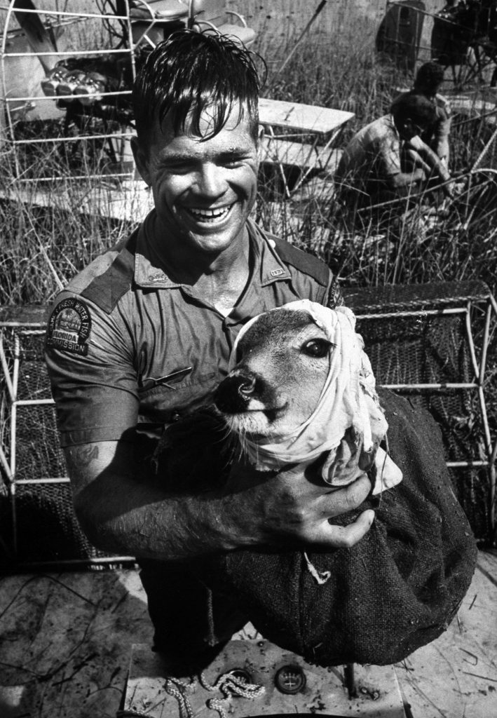 Park ranger holding deer rescued from flooded section of the Everglades, 1966.
