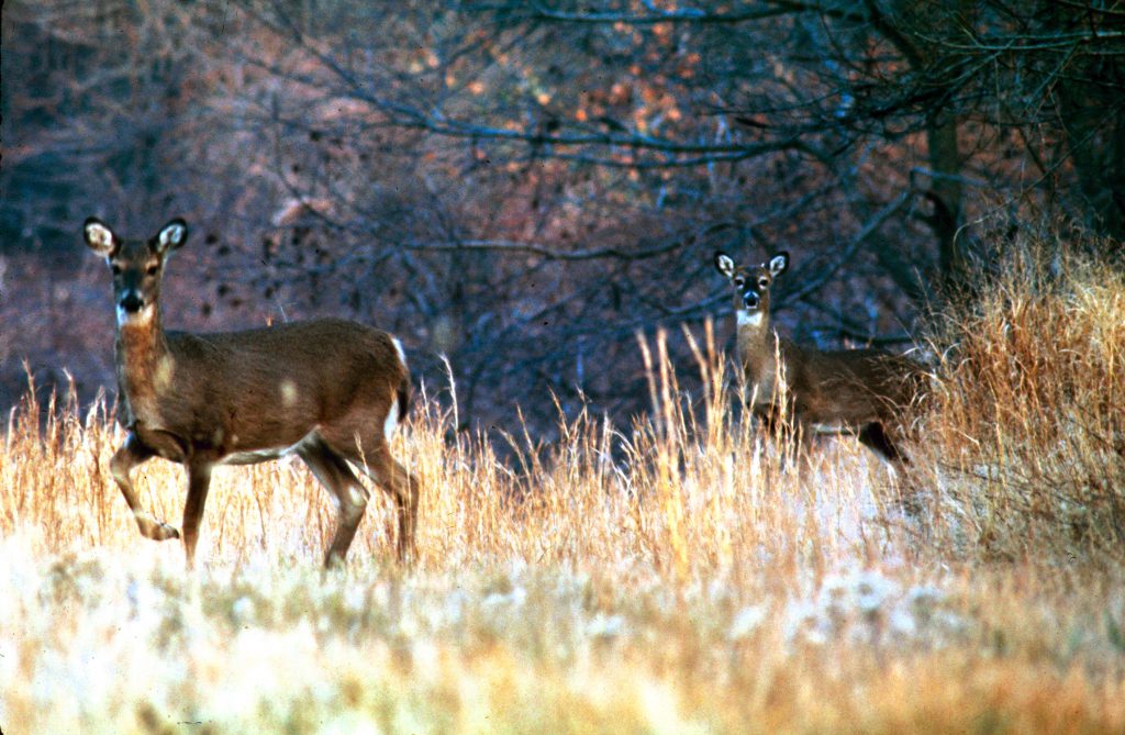 Deer on Gardiners Island, 1966.