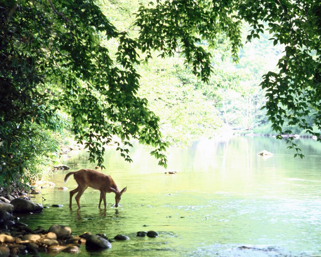 Lone white-tailed deer drinking water from the banks of Cheat River, 1967.