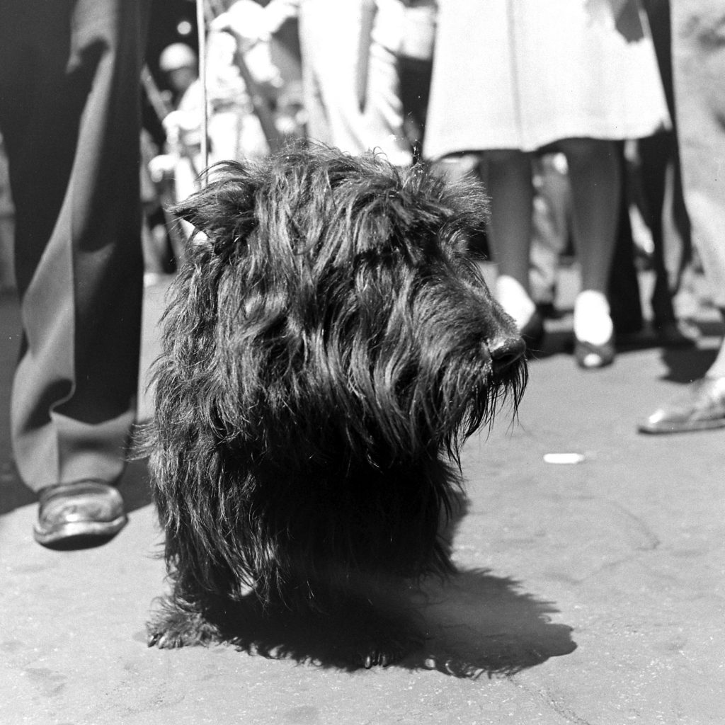 President Franklin D. Roosevelt's dog Fala during the funeral procession for the President. April 1945.