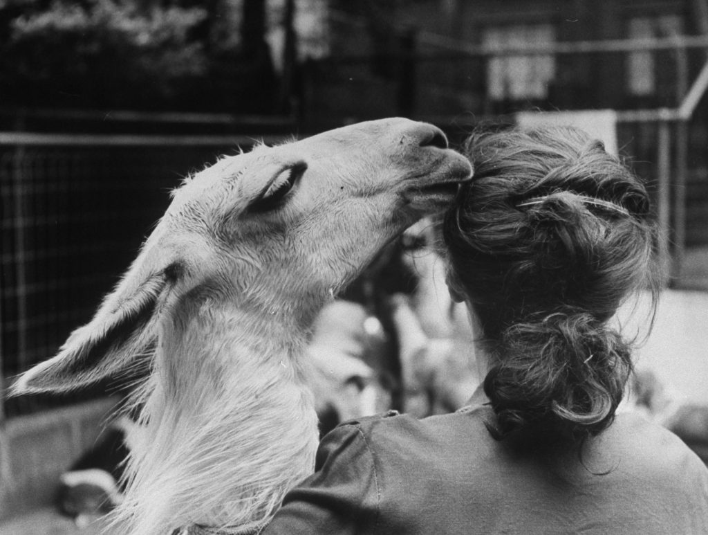 Kangaroo and Llama Party 1959