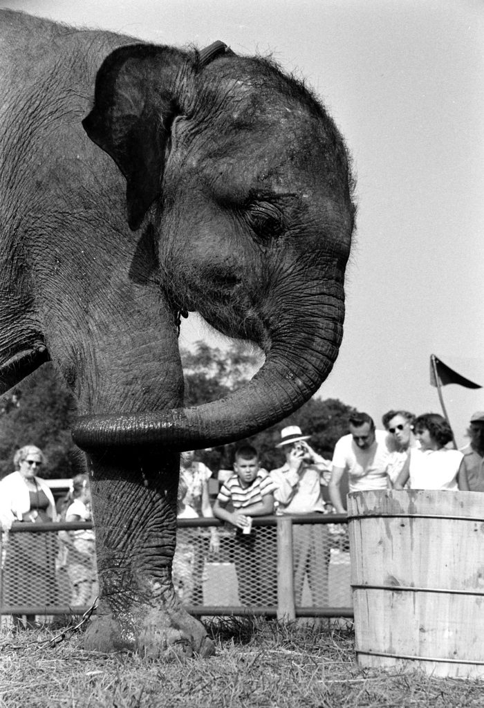 A baby elephant at the Brookfield Children's Zoo in Chicago, 1953.