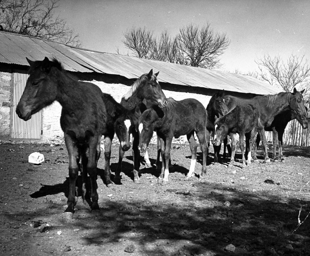 Polo ponies at the Peachtree Ranch in Texas, 1939.