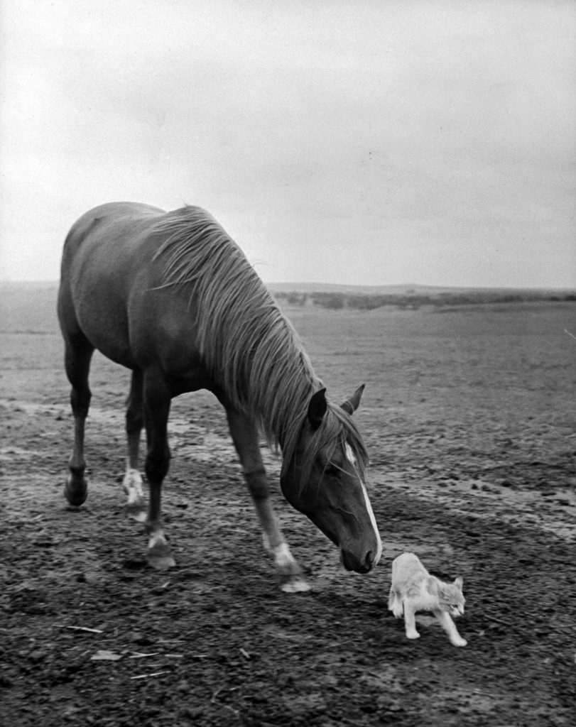 A stallion tried to make friends with a barn cat, 1943.