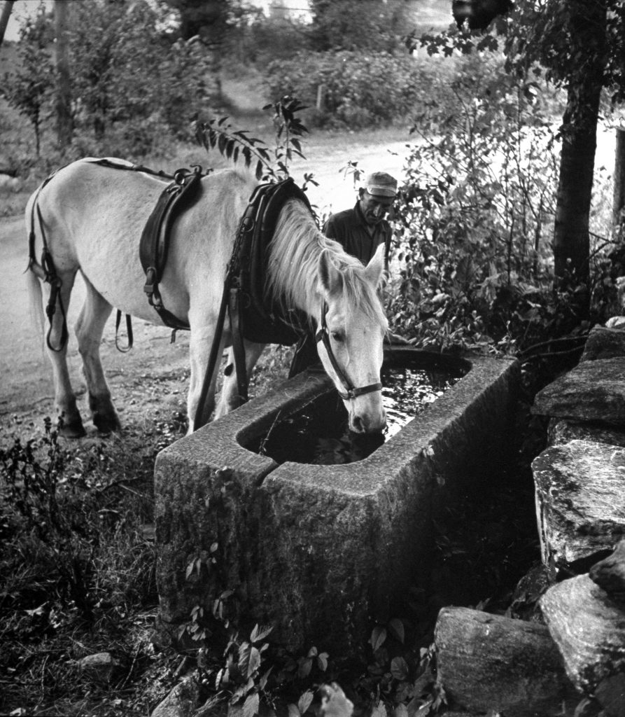 These horse didn't need anyone to make him drink, 1944.