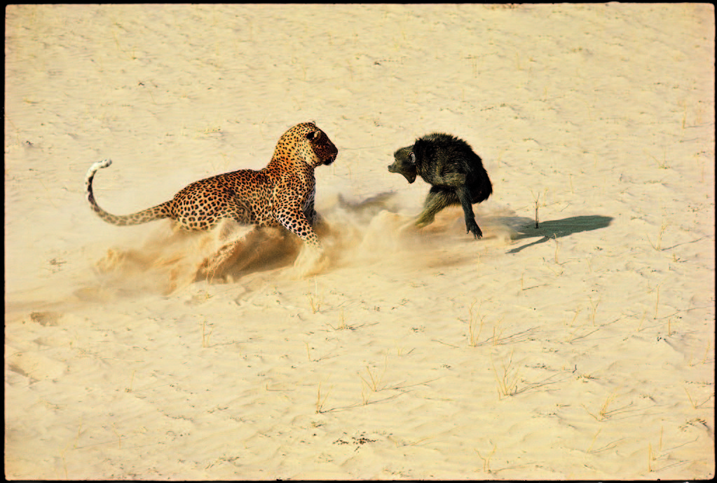 Leopard about to kill a terrified baboon. (Photo by John Dominis/The LIFE Picture Collection © Meredith Corporation)