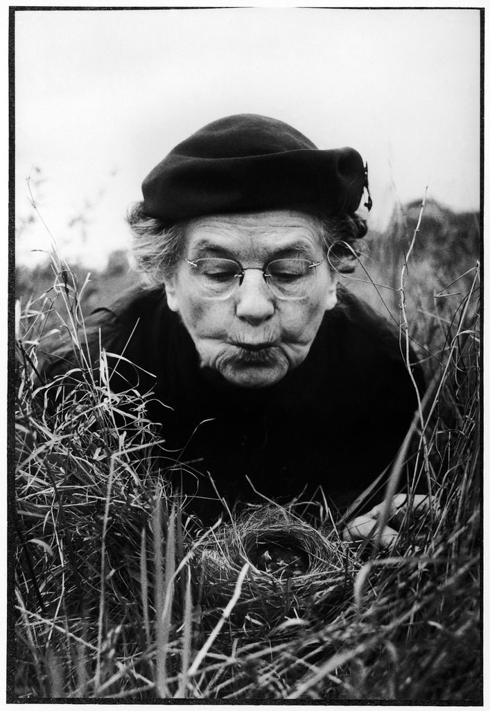 Mrs. Margaret Morse Nice lying flat in grass to study nest of baby field sparrows. (Photo by Al Fenn/The LIFE Picture Collection © Meredith Corporation)