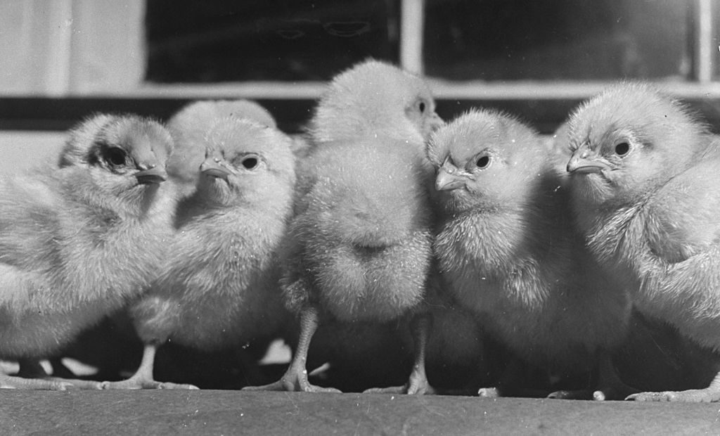Sassy, plump baby chicks heralding the spring. (Photo by Wallace Kirkland/The LIFE Picture Collection © Meredith Corporation)