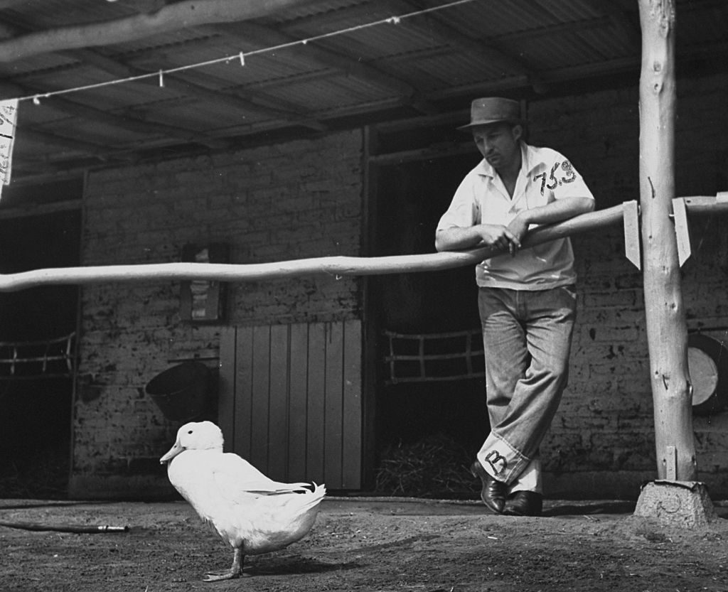 Bing Crosby gazing at duck walking by horse stable. (Photo by Rex Hardy/The LIFE Picture Collection © Meredith Corporation)