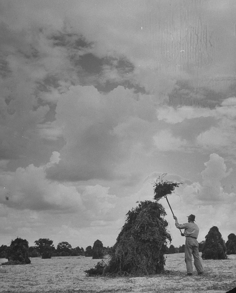 Farmer capping a peanut stack. (Photo by Bernard Hoffman/The LIFE Picture Collection via © Meredith Corporation)