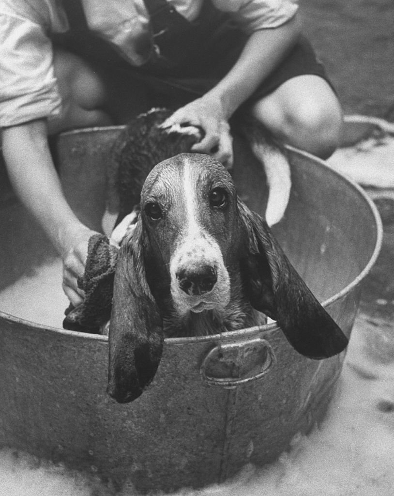 Basset Hound being bathed in back yard. (Photo by Robert W. Kelley/The LIFE Picture Collection © Meredith Corporation)