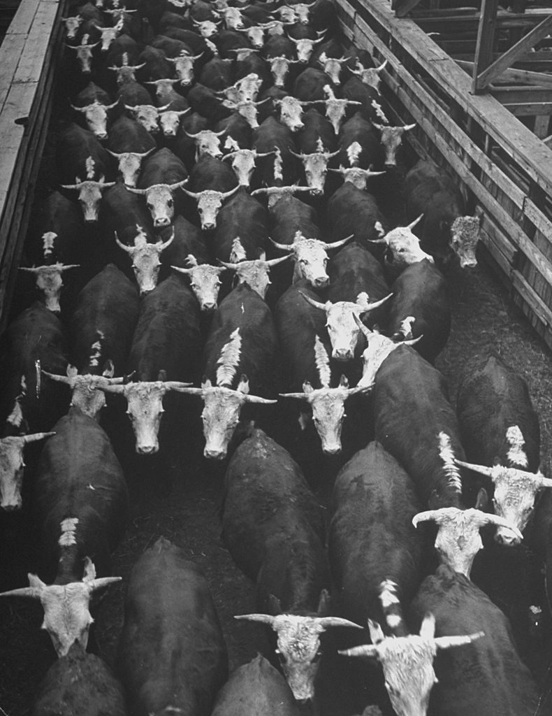A view of the overcrowded stockyard conditions in the Farm Glut. (Photo by Wallace Kirkland/The LIFE Picture Collection © Meredith Corporation)