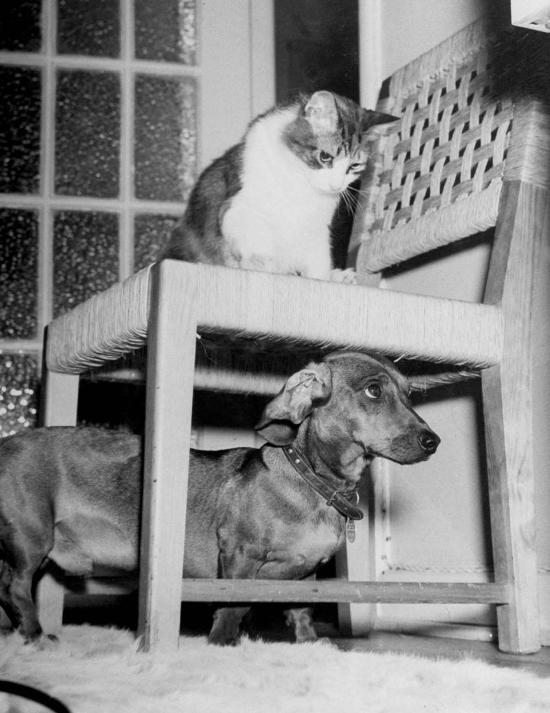 Rudy the Dachshund and Trudy the cat engaged in hide and seek or'pounce on the dog" in prelude to friendly roughhousing wrestling match between the pet housemates. 1946.