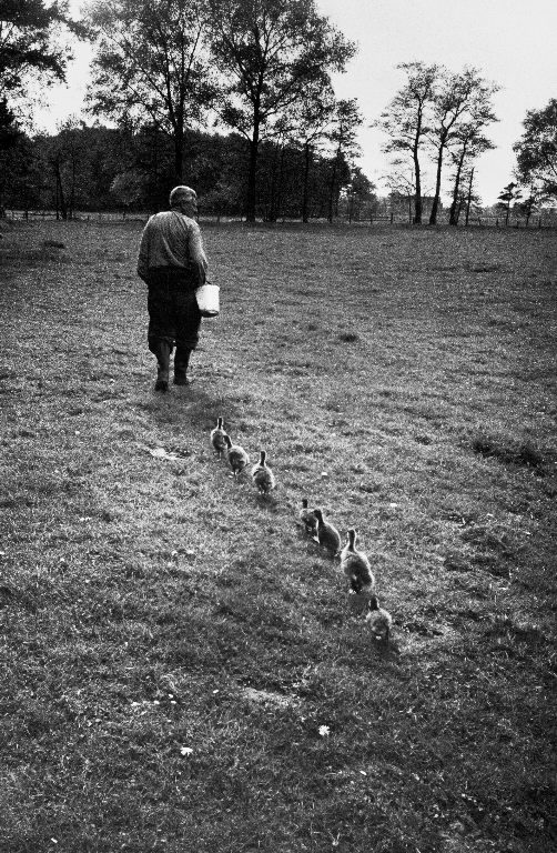 German Ethologist Dr. Konrad Z. Lorenz studying unlearned habits of ducks and geese at Woodland Institute. (Photo by Thomas McAvoy/The LIFE Picture Collection © Meredith Corporation)