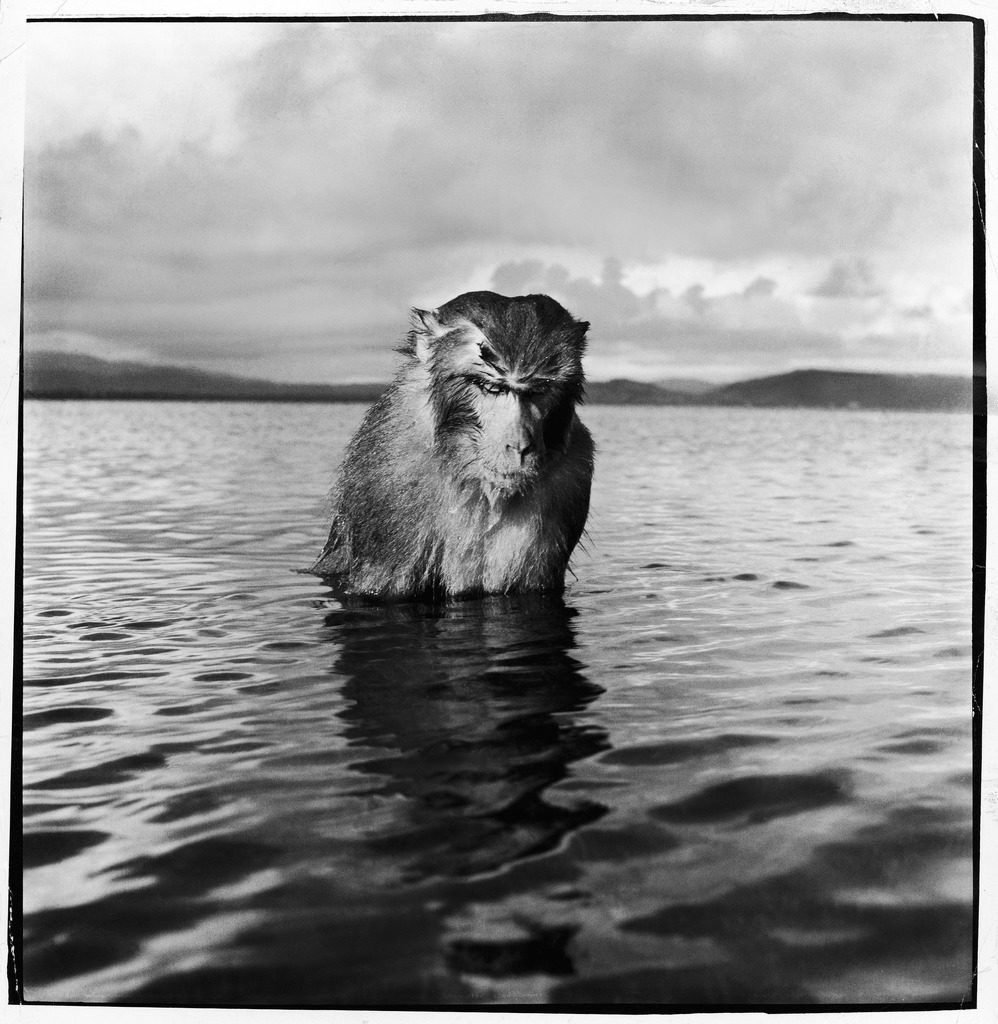 A rhesus monkey sitting in water up to his chest. (Photo by Hansel Meith/The LIFE Picture Collection © Meredith Corporation)